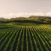 Vineyard