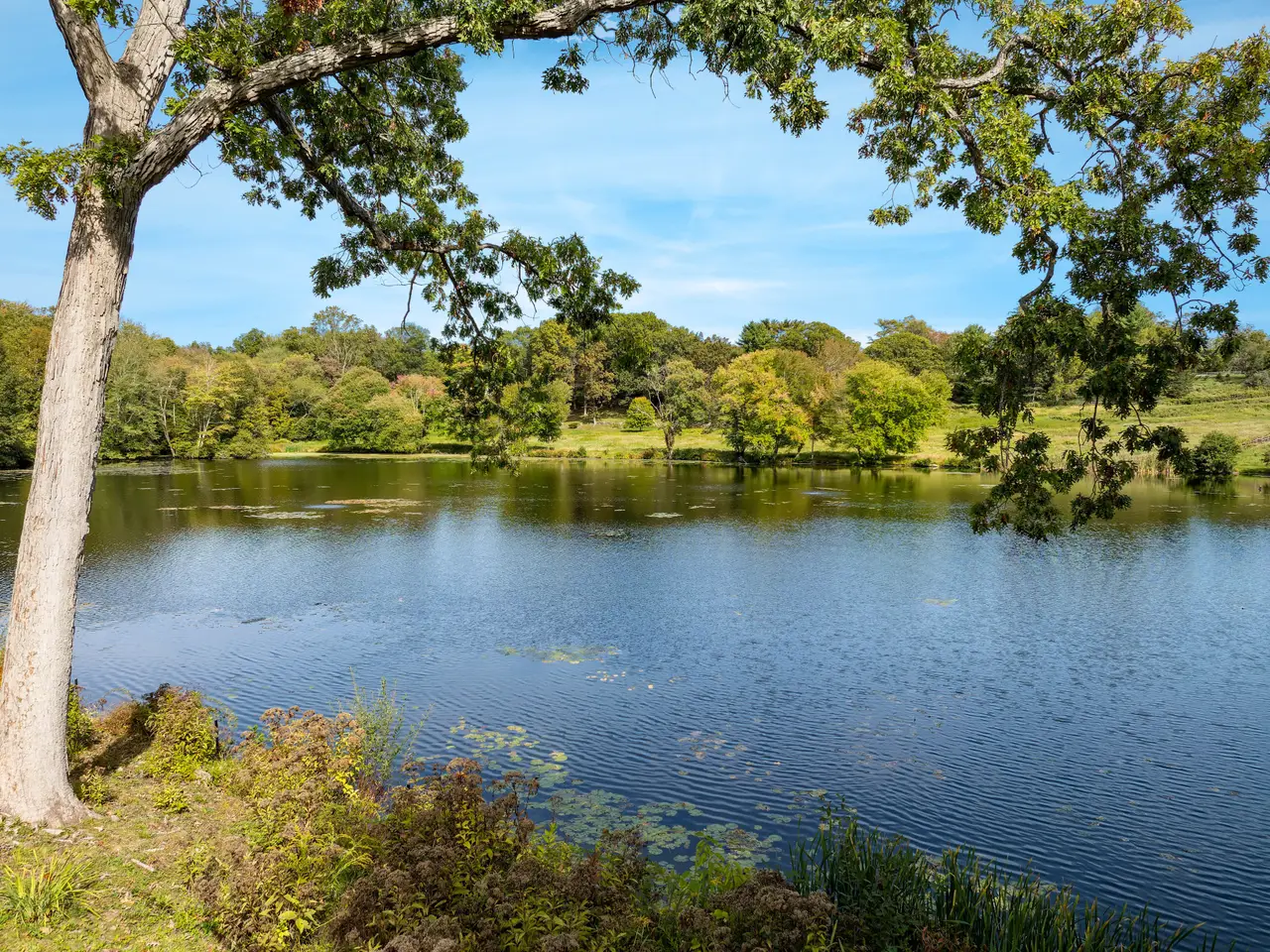 Large Image