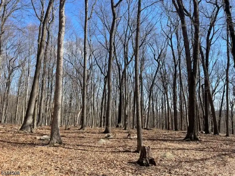 Build a Home on 11 Wooded Acres
