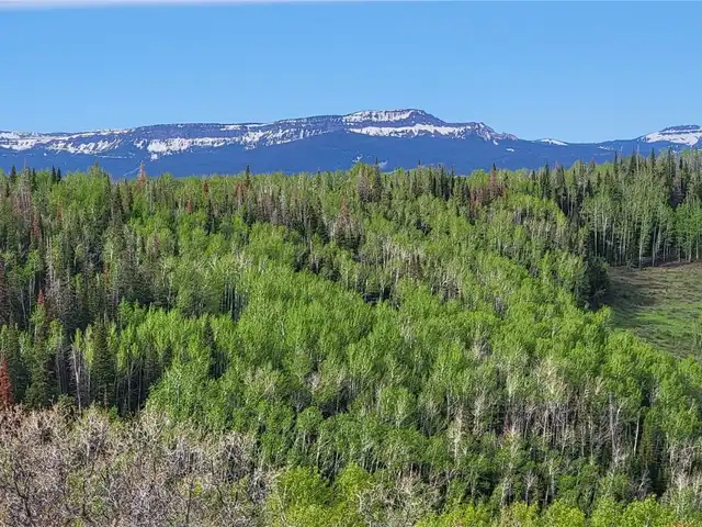 Large Image
