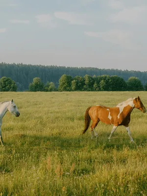 Equestrian