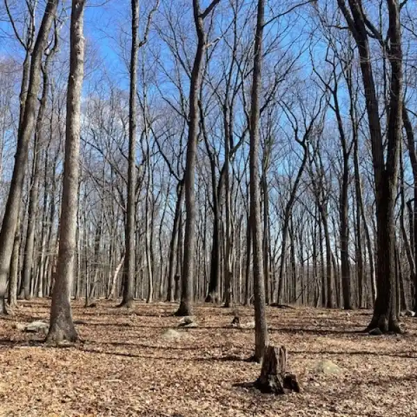 BUILD A HOME ON 11 WOODED ACRES