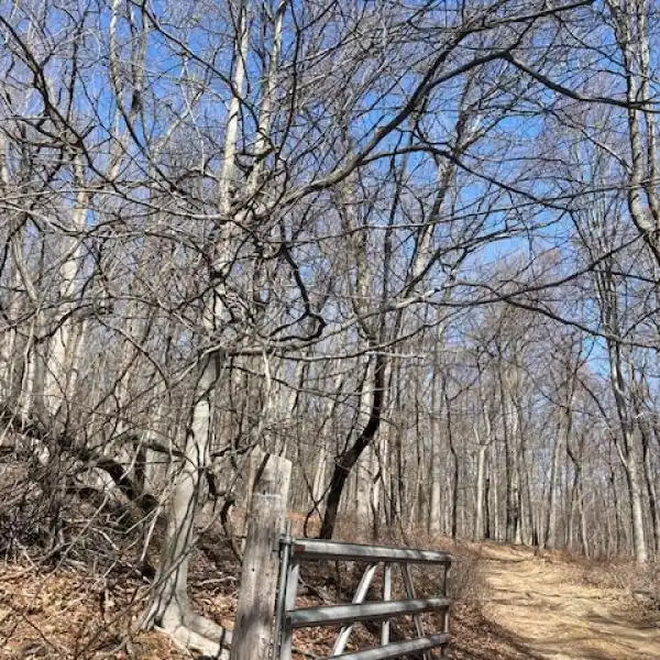 BUILD A HOME ON 11 WOODED ACRES