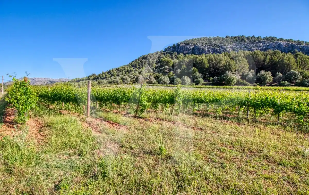 Beautiful Finca with Vineyard in Puig De María in Pollença