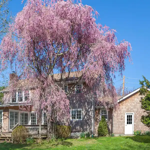 RENOVATED TRADITIONAL HOME IN THE VILLAGE OF EAST HAMPTON