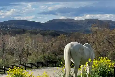 85-acre Equestrian Paradise