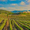 Vineyard