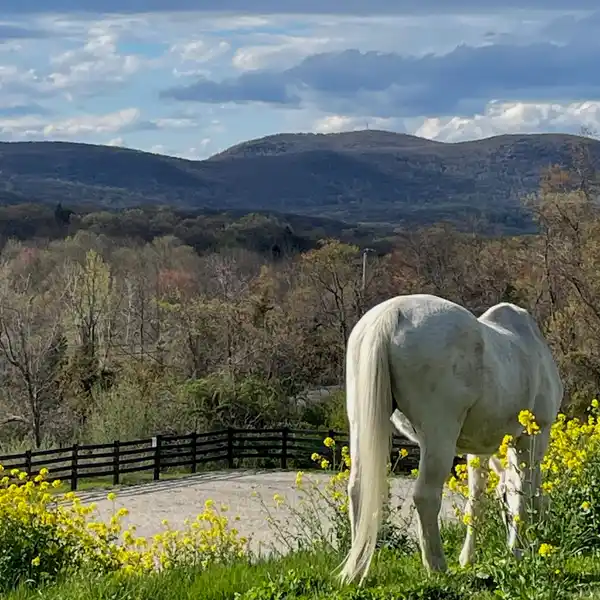 85-ACRE EQUESTRIAN PARADISE
