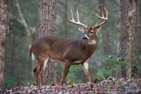 165 Acres on Putman Mountain in Jackson County