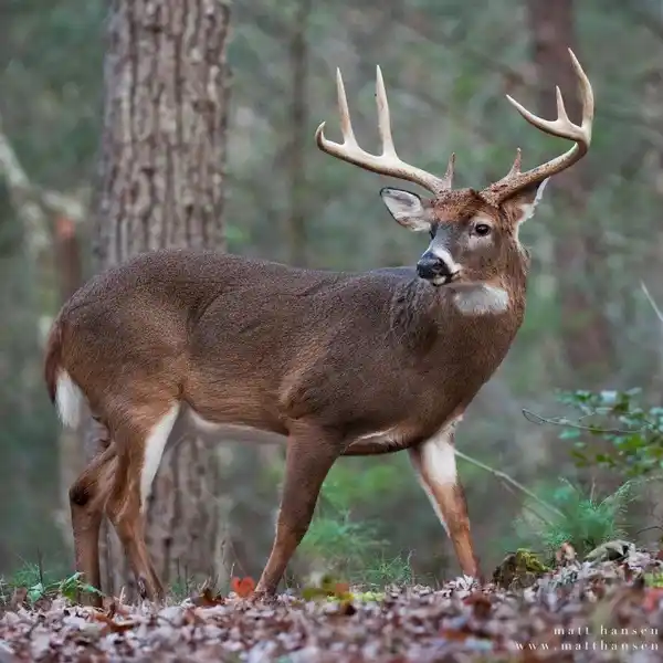 165 ACRES ON PUTMAN MOUNTAIN IN JACKSON COUNTY