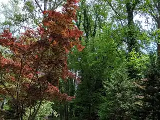 Park-Like Pristine Land