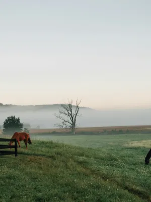 Ranch