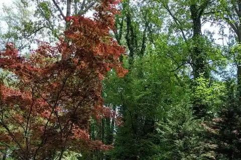 Park-Like Pristine Land