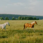 Equestrian