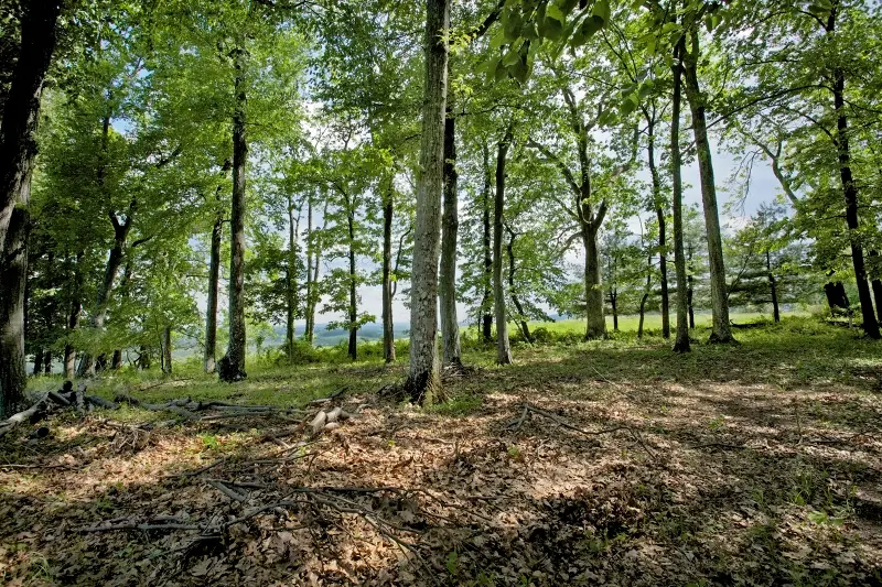 Small Image