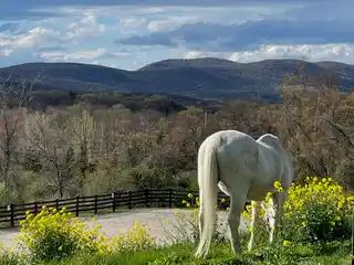 85-Acre Equestrian Paradise