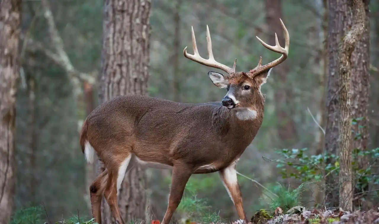 165 Acres on Putman Mountain in Jackson County