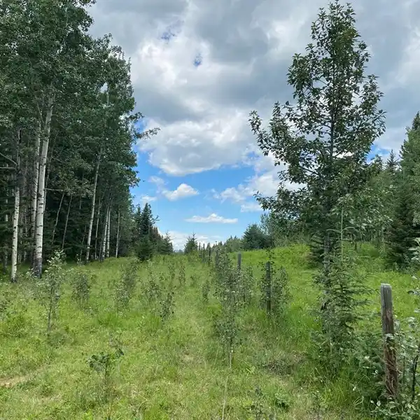 RARE LAND OPPORTUNITIES IN THE FOOTHILLS OF ALBERTA