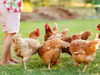 Well-Designed Rural Home with Egg Production Potential