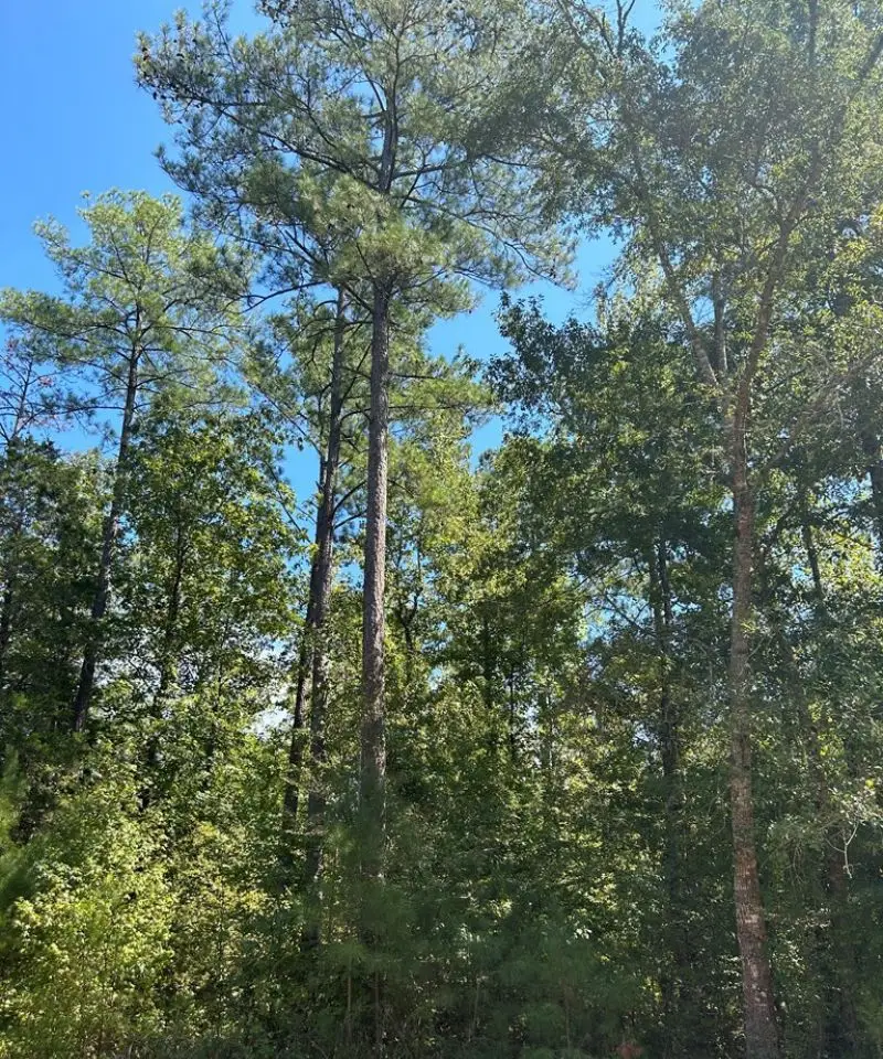 Large Image