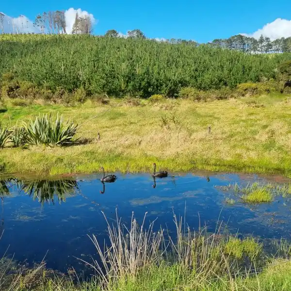 BUILD YOUR DREAM HOME ON A SPRAWLING PROPERTY