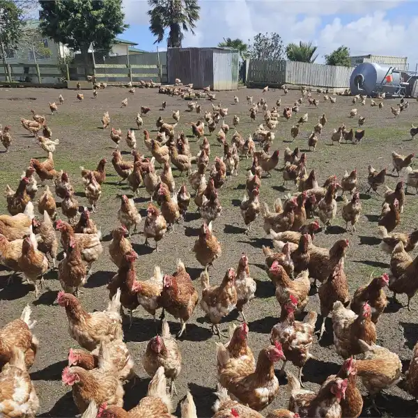 WELL-DESIGNED RURAL HOME WITH EGG PRODUCTION POTENTIAL