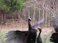 200 ACRES IN CARROLL COUNTY