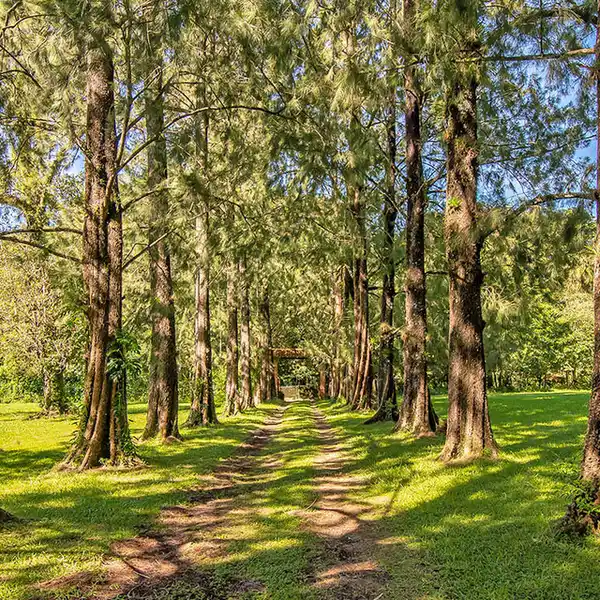 AMAZING LOT IN HEREDIA